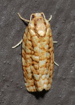 - 3647 – Cudonigera houstonana – Juniper Budworm Moth (19311665578).jpg