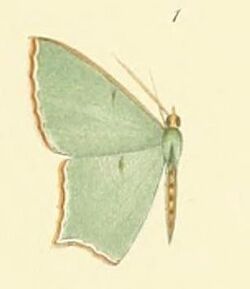 01-Antharmostes interalbicans Warren, 1902.JPG