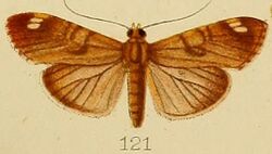 121-Dichocrocis bimaculalis Kenrick, 1907.JPG