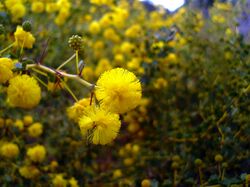 Acacia pulchella.jpg