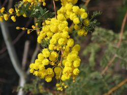 Acacia spectabilis.jpg