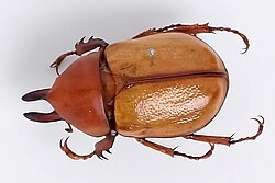 Agaocephala cornigera Coleoptera Scarabaeidae (31505083815).jpeg