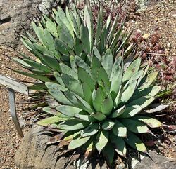 Agave macroacantha 1.jpg