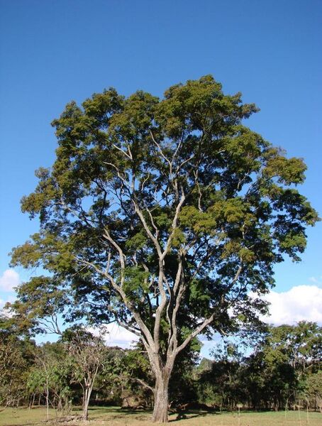 File:Anadenanthera colubrina tree.jpg
