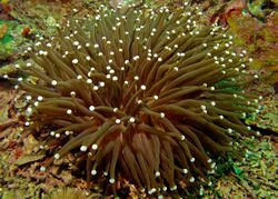 Anemone Coral (Heliofungia actiniformis) (8491771017).jpg