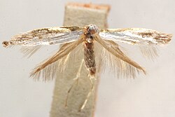 Argyresthia castaneella.jpg