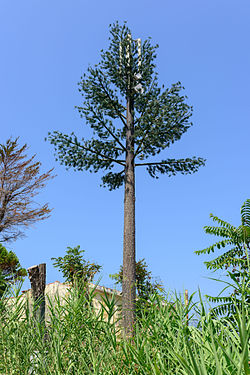 Artificial tree to hide a mobile transmitting station - Calabria - Italy - 1.jpg