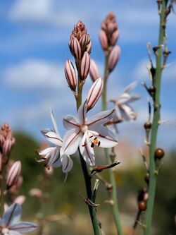 Asphodelus fistulosus (flowers).jpg