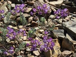 Astragalus inyoensis.jpg