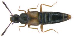 Atheta (s.str.) aeneicollis (Sharp, 1889) (3465670441).jpg