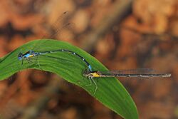 Aurora Damsel - Chromagrion conditum, Prince William Forest Park, Triangle, Virginia - 26786588704.jpg