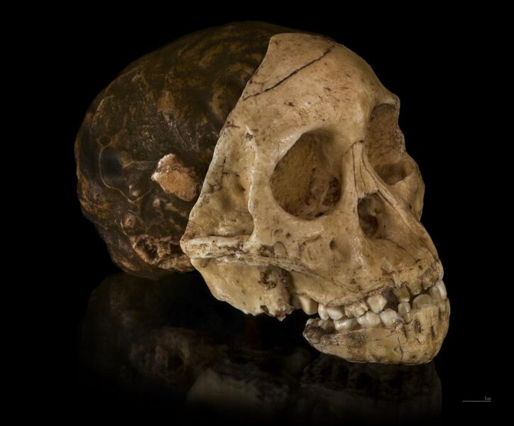 File:Australopithecus africanus - Cast of taung child.jpg