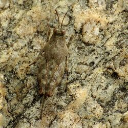 Aztec Pygmy Grasshopper - Flickr - treegrow (1).jpg