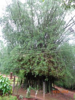 Bambusa bamus.JPG