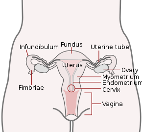 Basic Female Reproductive System (English).svg