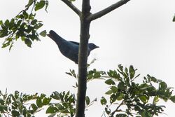 Blue Cuckoo-Shrike - Bobiri - Ghana 14 S4E3210 (16017863277).jpg