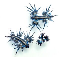 Blue Sea Slug - Glaucus atlanticus and Glaucus marginatus (the small one) (6779229197).jpg