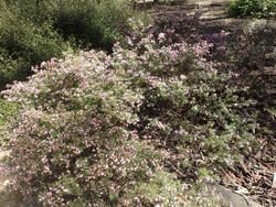 Boronia microphylla (habit) in ANBG.jpg