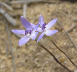 Caladenia amplexans.jpg