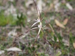 Caladenia pendens talbotii 02.jpg