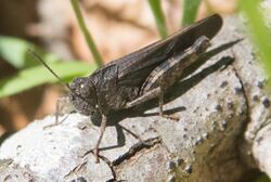 California Sulphur-winged Grasshopper Arphia behrensi (32916542673).jpg