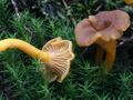 Cantharellus tubaeformis G28.JPG