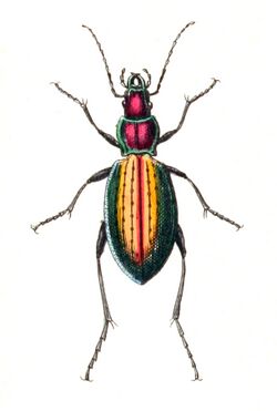 Carabus.rutilans.-.calwer.04.04.jpg