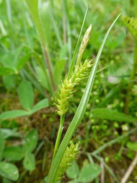 File:Carex punctata inflorescens (3).jpg