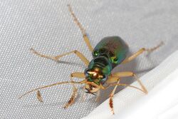 Carolina Metallic Tiger Beetle - Tetracha carolina, Solon Dixon Forestry Center, Andalusia, Alabama.jpg