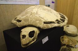 Carolinachelys wilsoni skull and shell.jpg