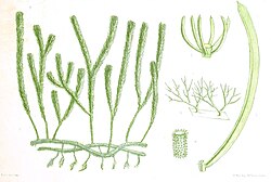 Caulerpa lanuginosa as Caulerpa lycopodium Harvey 1858.JPG