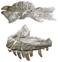 Two skull bones (nasal and maxilla) on display Dinosaur Jurney Museum in Fruita, Colorado, showing distinctive anatomical features