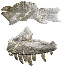 Ceratosaurus jaw and nasale dinosaur journey museum fruita.jpg