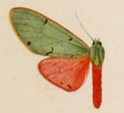 Chlorhoda thoracica female.JPG