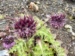 Cirsium purpuratum 236284704.jpg