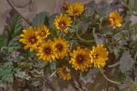 Cluster of Reichardia tingitana flowers in Qatar.jpg