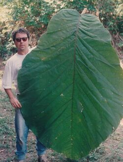 Coccoloba gigantifolia leaf size.jpg
