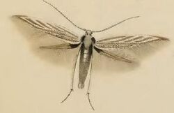 Coleophora galbulipennella.JPG