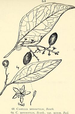Comprehensive catalogue of Queensland plants, both indigenous and naturalised. To which are added, where known, the aboriginal and other vernacular names; with numerous illustrations, and copious (14782777675).jpg