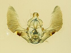 Microscope slide of male Cosmorrhyncha genitalia