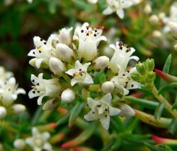 Crassula sarcocaulis closeup.jpg