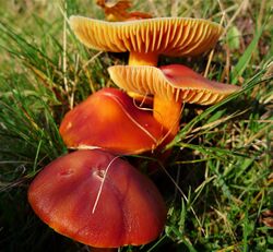 Crimson Waxcap. Hygrocybe punicea (49055268862).jpg