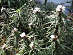 Cryptanthus microglazioui (TS) 2-03389.jpg