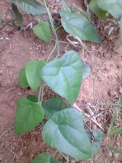 Cyclea peltata from Kerala, India - 20110410.jpg