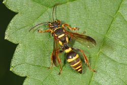 Day 229 - Square-headed Wasp - Psammaletes mexicanus, Woodbridge, Virginia.jpg