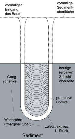 Diplocraterion parallelum diagram DE.png