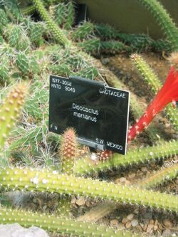 Disocactus martianus 002.jpg