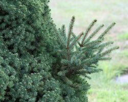Dwarf Albert Spruce foliage with reversion.jpg