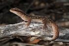 Eastern Stone Gecko (Diplodactylus vittatus) (9107575734).jpg