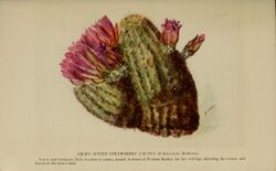 Watercolor painting of green cactus with pink flowers. Caption calls it a short spined strawberry cctus and says "A new and handsome little strawberry cactus, named in honor of Frances Bonker for her writings depicting the beauty and charm of the desert land."